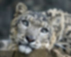 Steve Tracy photo of snow leopard - Traditional Adoption Digital Package - US purchasers