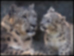 Steve Tracy mother and cub snow leopard photo - Mother and Cub adoption digital package