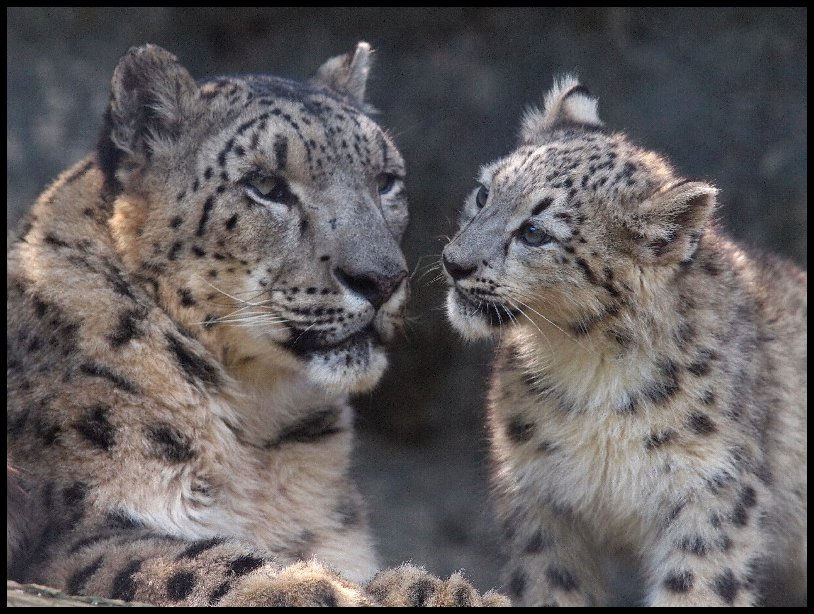 Steve Tracy mother and cub snow leopard photo - Mother and Cub adoption digital package