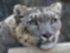 Photo of snow leopard by Steve Tracy - Traditional Adoption Package