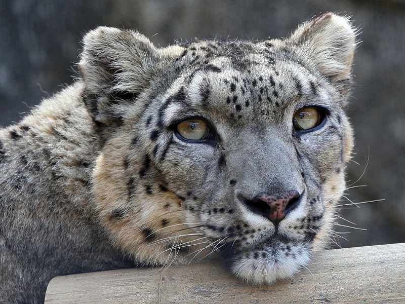 Photo of snow leopard by Steve Tracy - Traditional Adoption Package