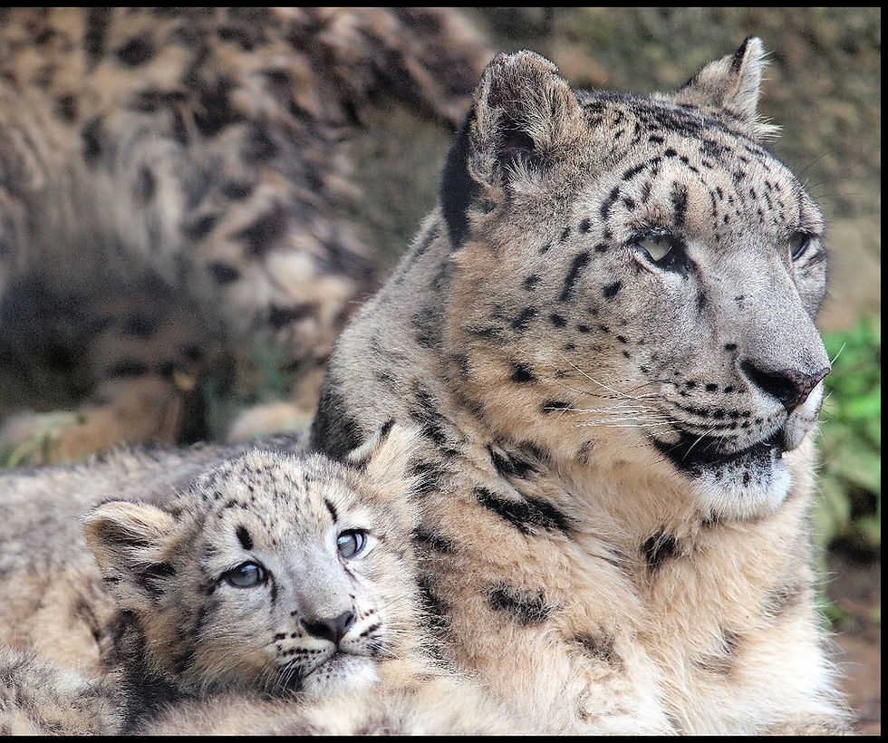 Photo of Mother and cub snow leopard by Steve Tracy - Mother and Cub Digital Adoption Package