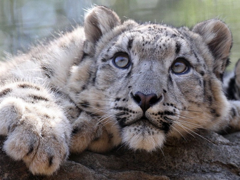 Steve Tracy snow leopard photo - Champions for Snow Leopards Adoption Package