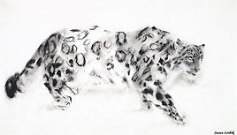 "Shan" Charcoal drawing by Susan Leibik appearing in the book "Searching for the Snow Leopard"