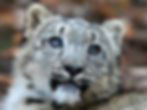 Steve Tracy snow leopard photo - Champions for Snow Leopards Digital Adoption package