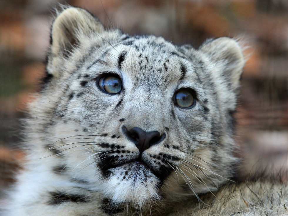 Steve Tracy snow leopard photo - Champions for Snow Leopards Digital Adoption package