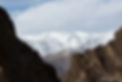 Photo The Climb by Bjorn Persson of a snow leopard on a ridge