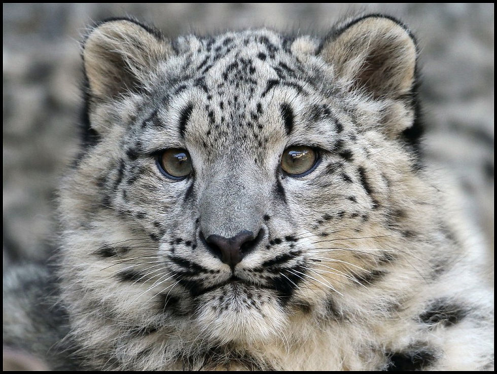 Photo by Steve Tracy of snow leopard cub - Traditional Adoption Digital Package - International purchasers