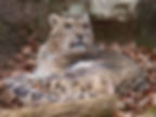 Steve Tracy snow leopard photo Conservation Adoption Package