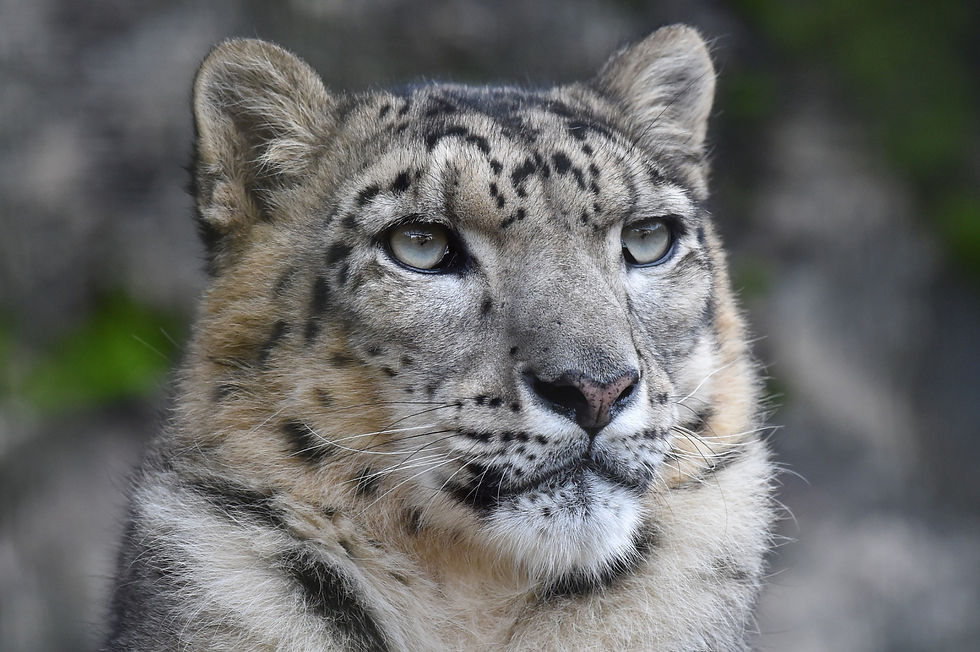 Photo of snow leopard by Steve Tracy - Champion for Snow Leopards Adoption Digital Package