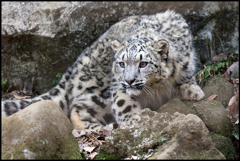 Photo of snow leopard by Steve Tracy - Conservation Adoption Package