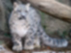 Steve Tracy snow leopard photo - Conservation Adoption package