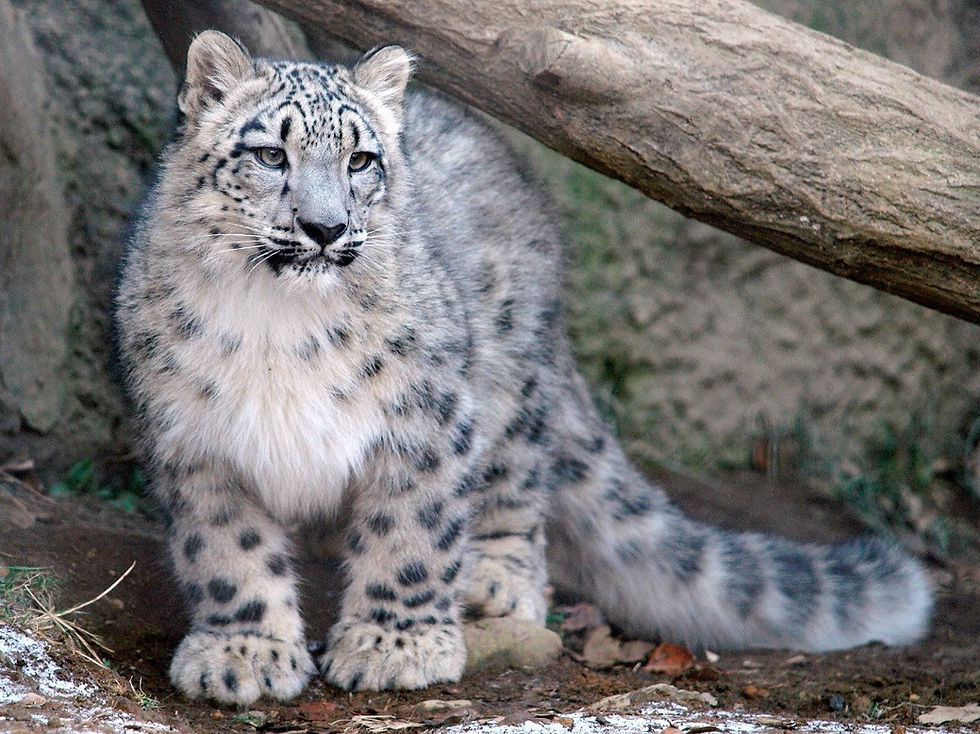 Steve Tracy snow leopard photo - Conservation Adoption package
