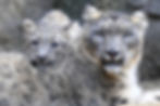 Steve Tracy of snow leopard mother and cub - Mother and Cub Symbolic Adoption Package