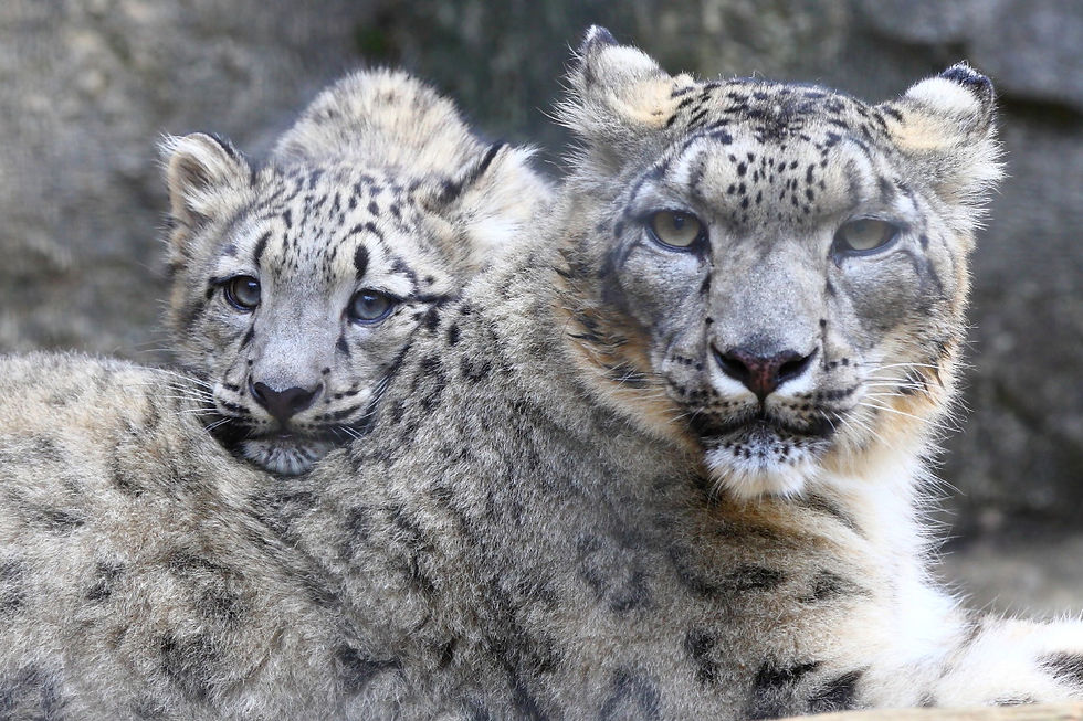 Steve Tracy of snow leopard mother and cub - Mother and Cub Symbolic Adoption Package